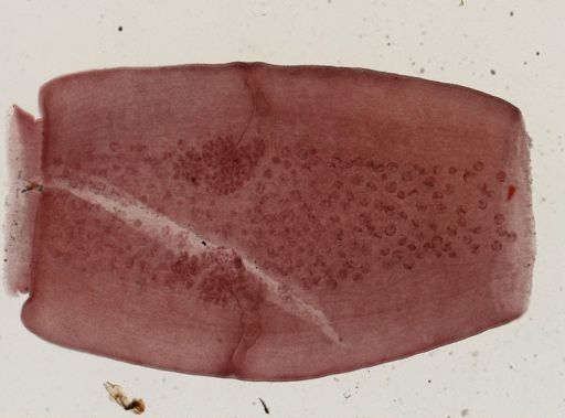 Dipylidium caninum