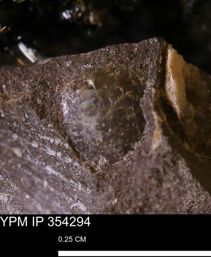 undet. Mollusca