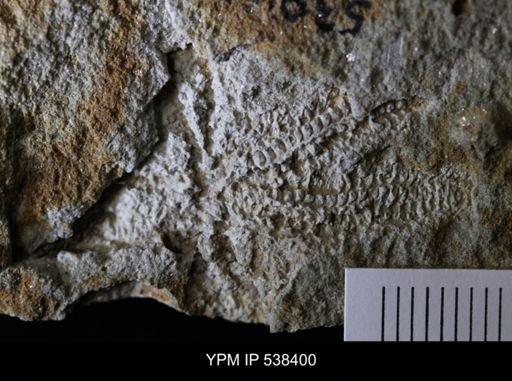 undet. Stelleroidea