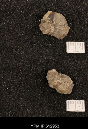 Clioscaphites vermiformis
