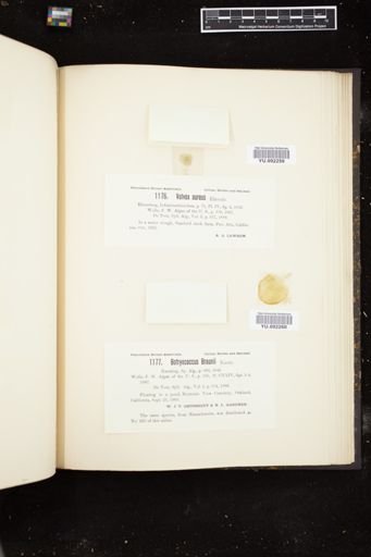 Botryococcus braunii