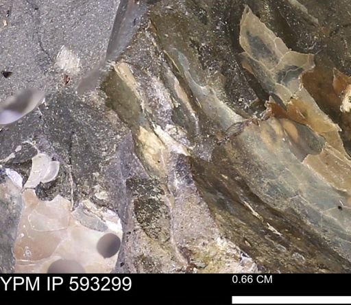 Inoceramus cuneatus