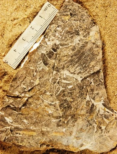 Cladophlebis kurtzi