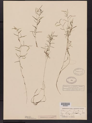 Potamogeton pusillus