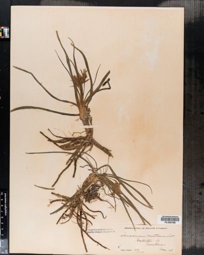 Leucocrinum