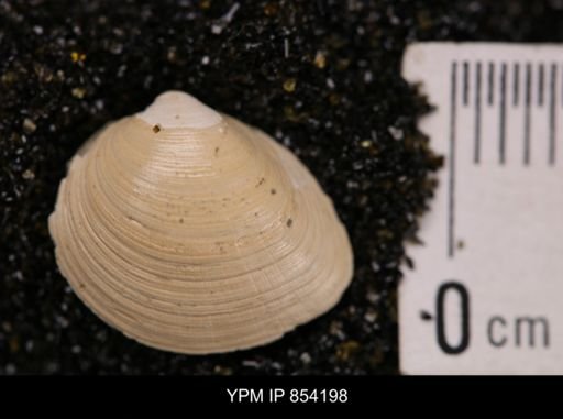 Limopsis striatopunctatus