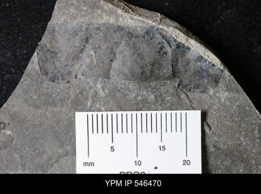 undet. Eurypterida