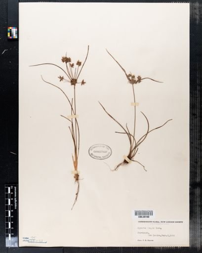 Cyperus grayi