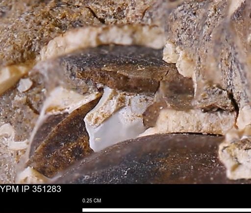 undet. Bivalvia