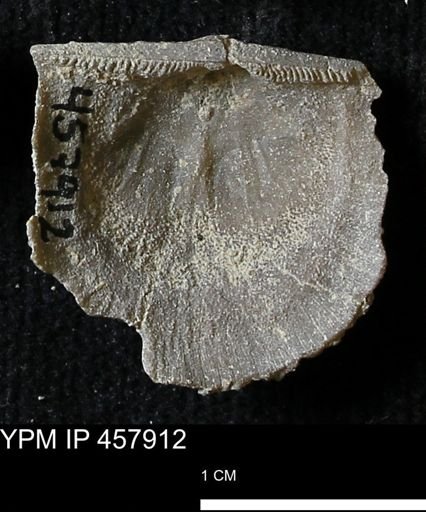 Strophodonta sp.