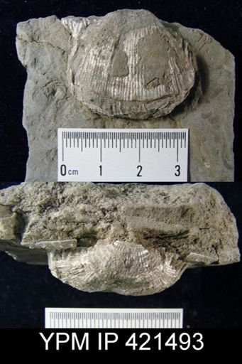 undet. Productidae