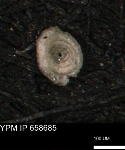 Spirolocammina subcircularis