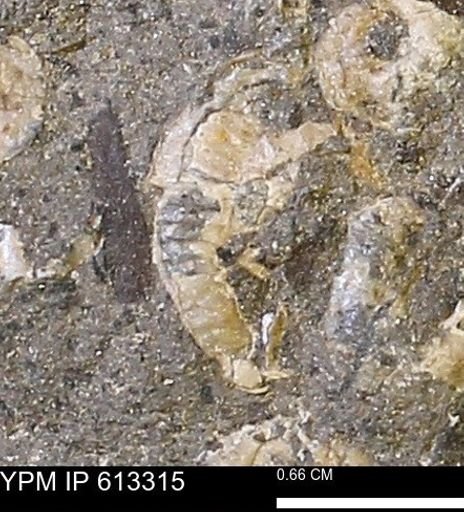 Scaphites sp.