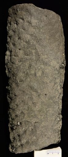 Lepidodendron sp.
