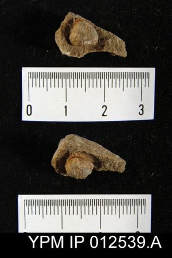 Pugnoides texanus