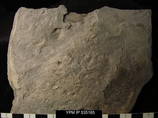 undet. Ostracoda