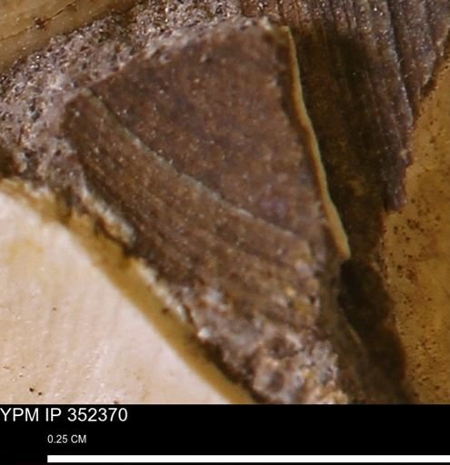 undet. Bivalvia