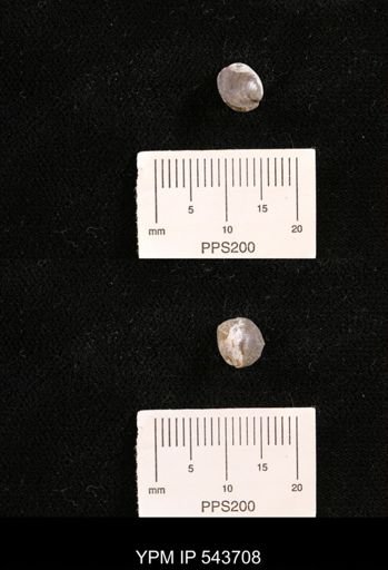 Protocardia sp.