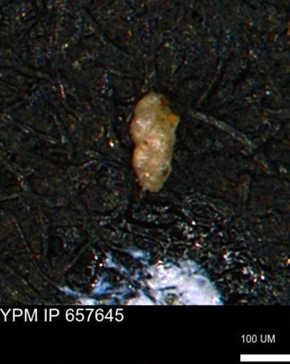 Verneuilinoides kansasensis