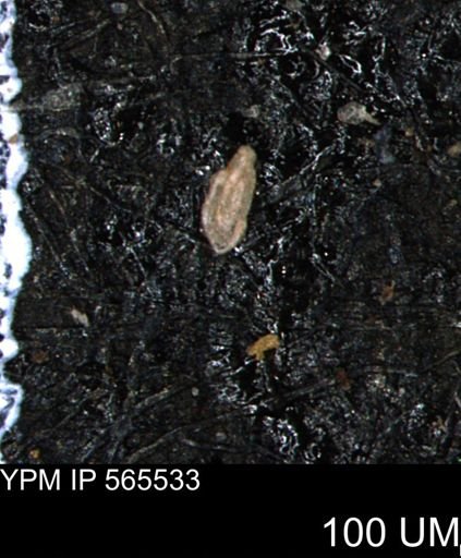 Spirolocammina planula