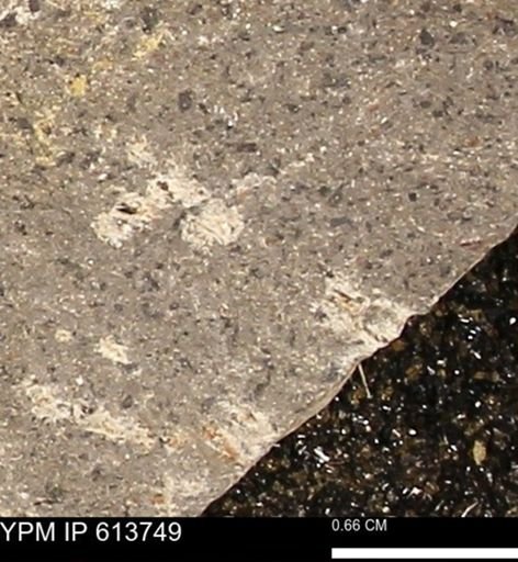 Scaphites sp.