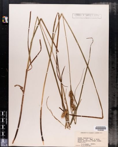 Carex vesicaria