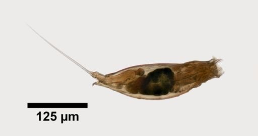 Trichocerca rosea