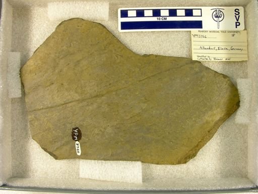 Dromopus lacertoides