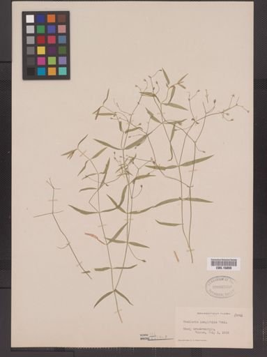 Stellaria longifolia