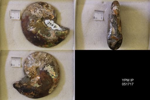 Hoploscaphites nicolletii