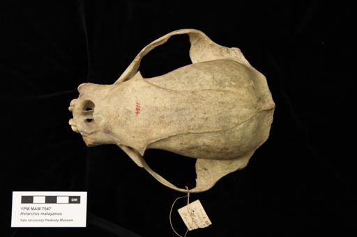 Helarctos malayanus
