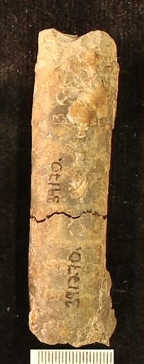 Baculites