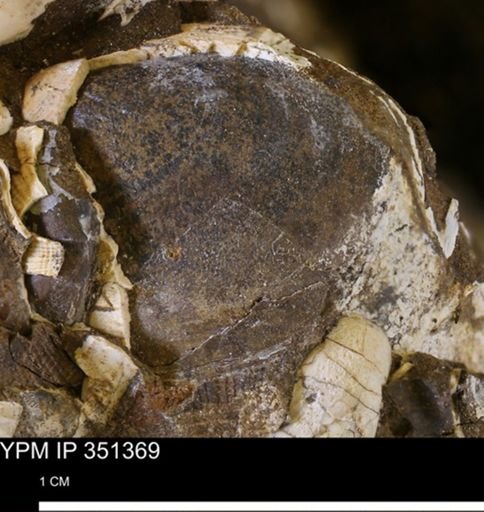 Limopsis striatopunctatus