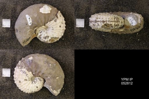 Discoscaphites gulosus
