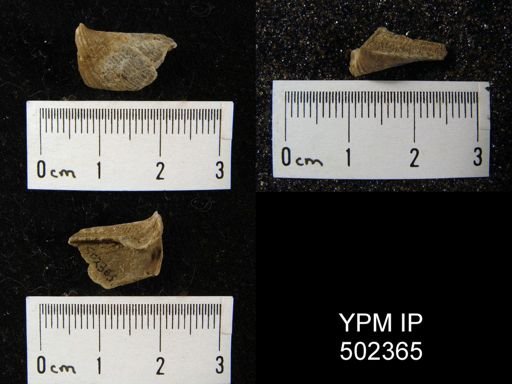 Spirifer sp.