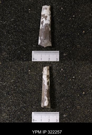 Baculites sp.