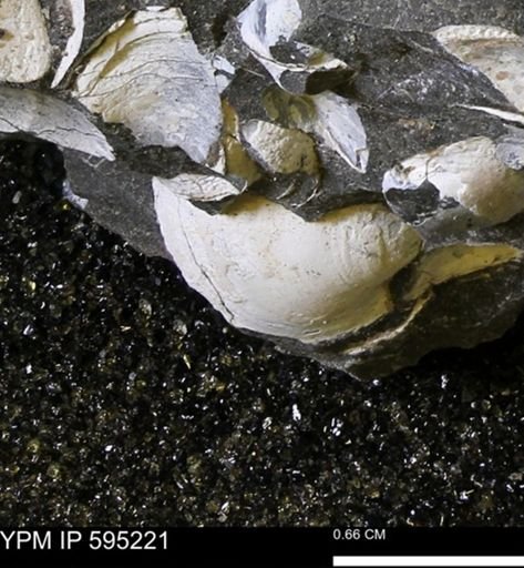 Protocardia sp.