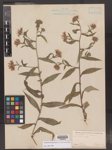 Symphyotrichum puniceum