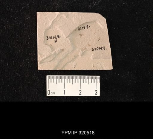 undet. Diptera