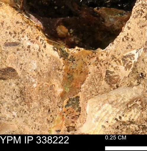 Placenticeras sp.