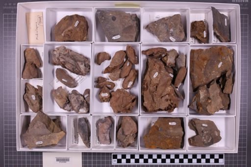 mixed taxa, stratigraphic collection
