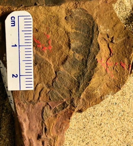 Pecopteris