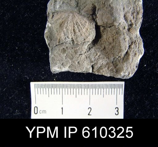 Atrypa marginalis