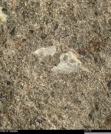 undet. Mollusca