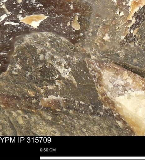 Mollusca