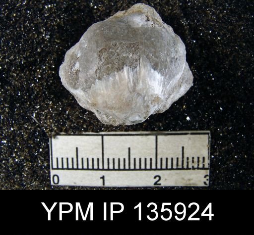 Martinia sp.