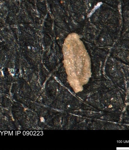 undet. Foraminiferida