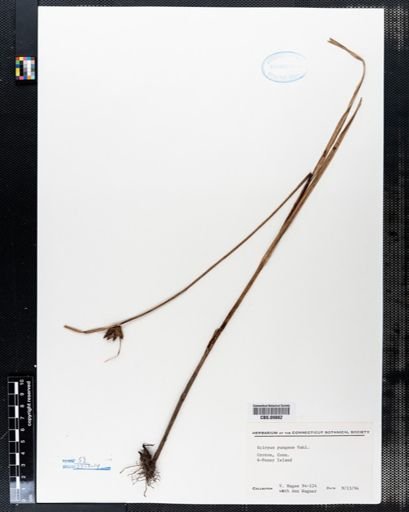 Scirpus pungens