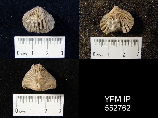 Rhynchonella pleurodon