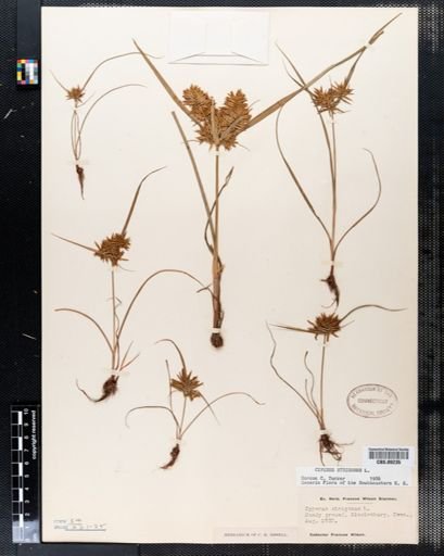 Cyperus strigosus